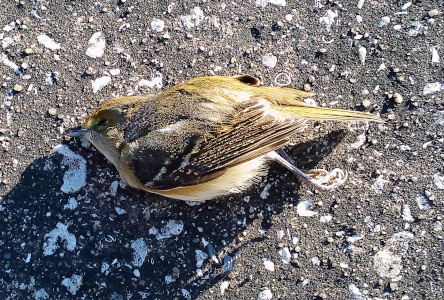[This bird lies on the speckled pavement on its right side. It is the full plump bird as if it died not long ago. Its feet are curled back together as if perhaps it had been in flight when it died. (Maybe hit by a vehicle?]